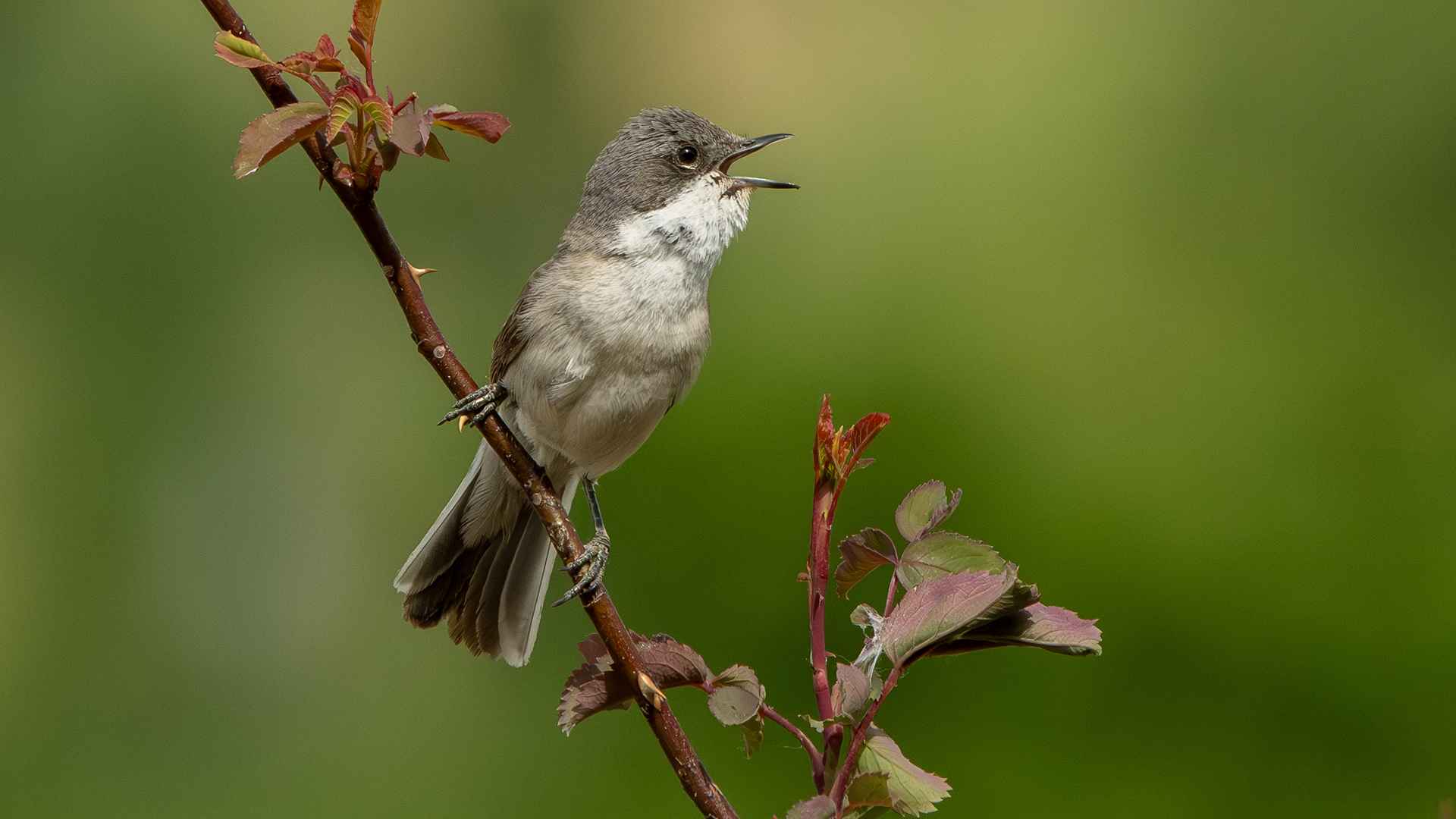 Lesser Whitethroat